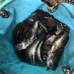 快釣メバリング