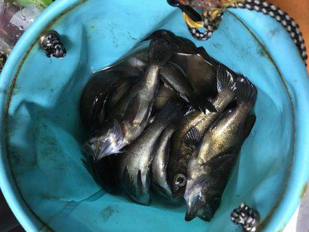 快釣メバリング