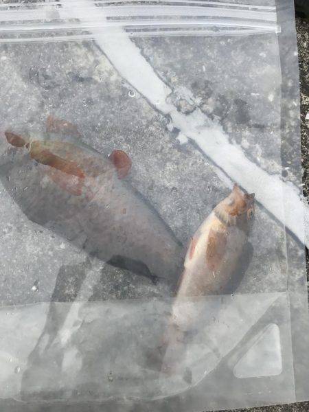 久しぶりのちょい投げ