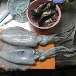 初のアオリイカ