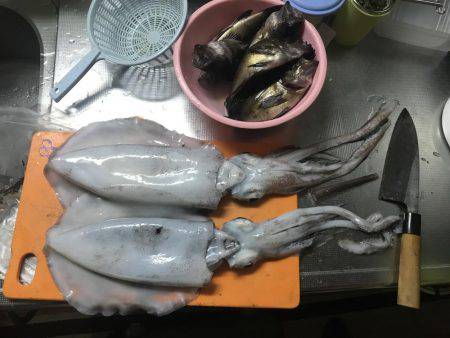 初のアオリイカ