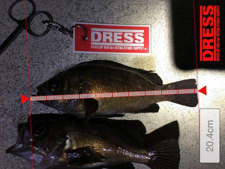 ポツポツ当たりました。