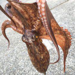 イカではなくてタコ