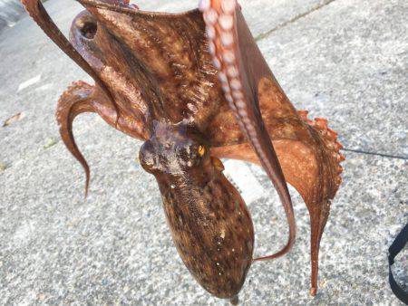 イカではなくてタコ