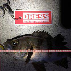 メバルも終盤か?