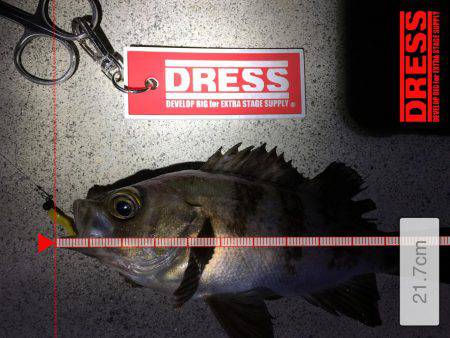 メバルも終盤か?