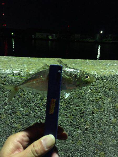 確かメバルを釣りに来たはずなのに...