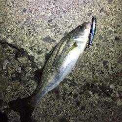 鈴鹿川河口シーバス調査