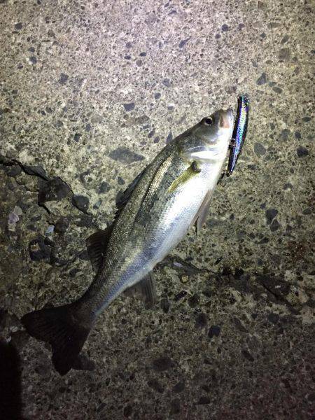 鈴鹿川河口シーバス調査