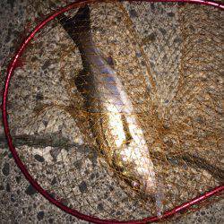 霞周辺シーバス