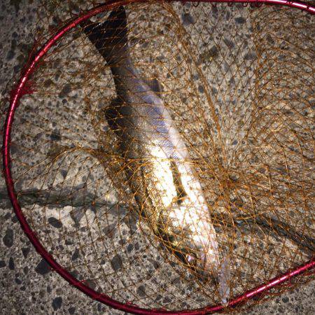 霞周辺シーバス