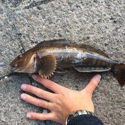 穴釣りでアイナメ