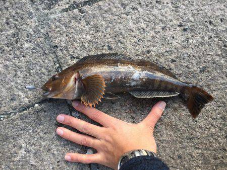 穴釣りでアイナメ