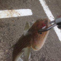 ハマちゃんエソつー