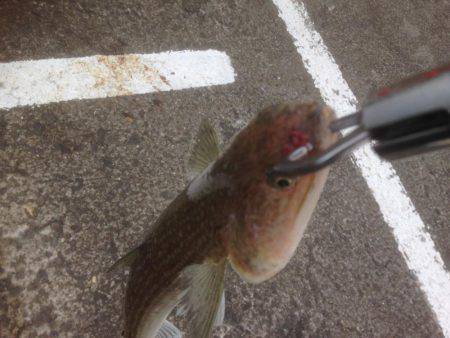 ハマちゃんエソつー