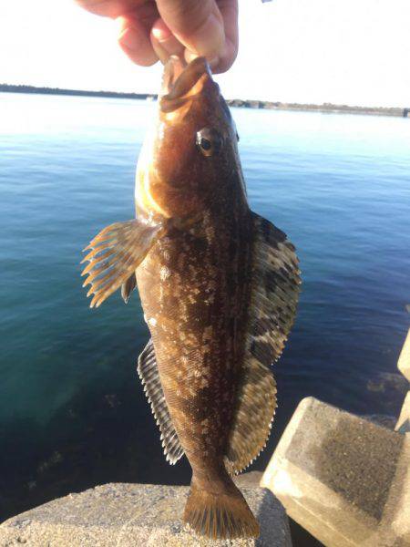 穴釣りアイナメ再び