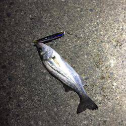 霞周辺シーバス調査