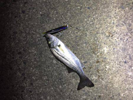 霞周辺シーバス調査