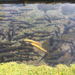 ニジマス釣り堀