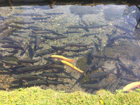 ニジマス釣り堀