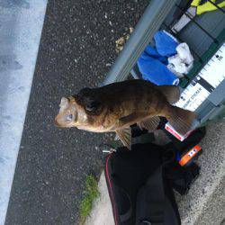 鯵はいないけど