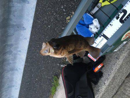 鯵はいないけど