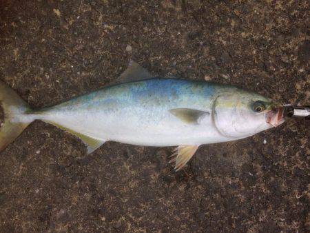 GW最終 はまちゃん2