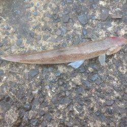 エソが〜フォー