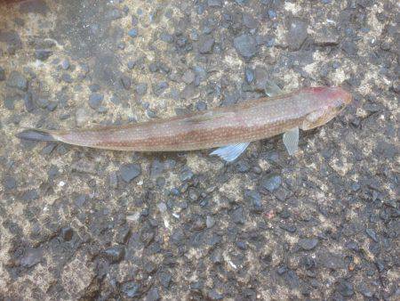 エソが〜フォー