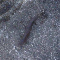 連敗 エソがツー