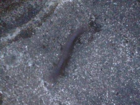 連敗 エソがツー