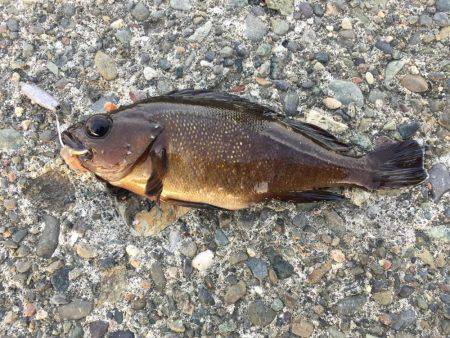 穴釣り五目