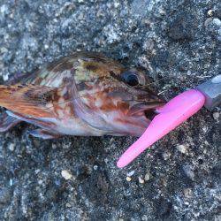 ライトワインドでガシラ