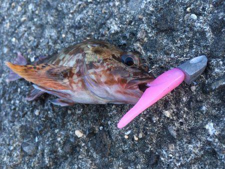 ライトワインドでガシラ