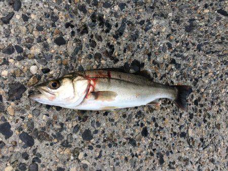 ゴールデンウィークラスト釣行