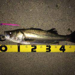 河川のボイル打ち