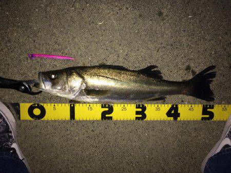 河川のボイル打ち