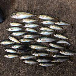 アジ釣り③