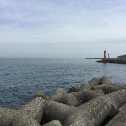 エギングからのガッシー