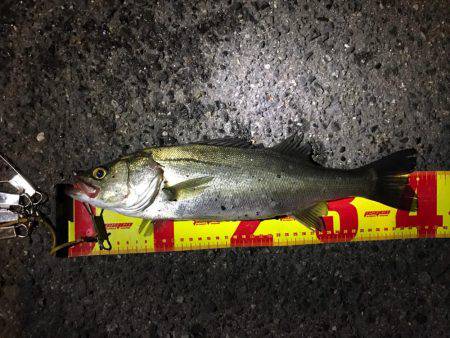 神戸湾奥バチパターン好調