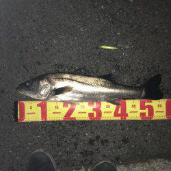 神戸湾奥バチパターン爆釣