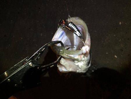 シーズンインの兆し