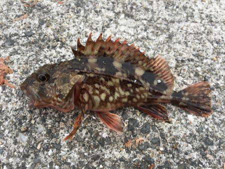 のんびり五目釣り