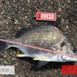 ヘチ釣りに行ってきました！