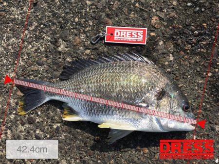 ヘチ釣りに行ってきました！