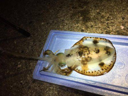 アオリ＆モンゴウイカ