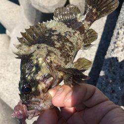 ロックフィッシュ