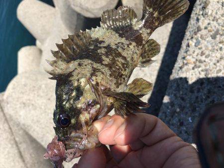 ロックフィッシュ