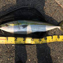 夢のブリが釣れた！！