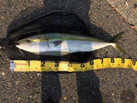 夢のブリが釣れた！！